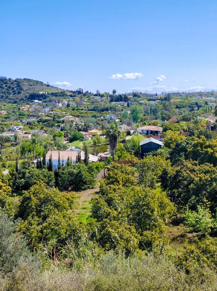 İlkbaharda Malaga 'da portakal ağaçları