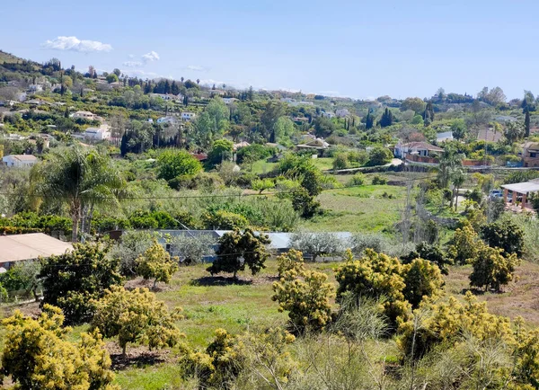 İlkbaharda Malaga 'da portakal ağaçları