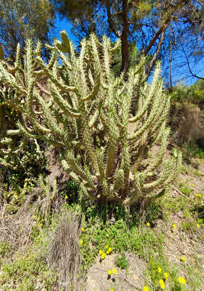İlkbaharda İspanya 'nın Malaga eyaletinin çayırlarında çiçekler