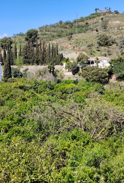 İlkbaharda Malaga 'da portakal ağaçları