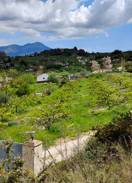 İlkbaharda Malaga 'da portakal ağaçları