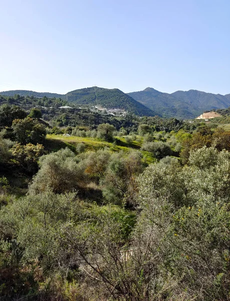 İlkbaharda Malaga 'da portakal ağaçları