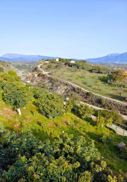 İlkbaharda İspanya 'nın Malaga eyaletinin çayırlarında çiçekler