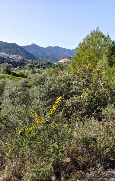 Orangenbäume Der Provinz Málaga Frühling — Stockfoto