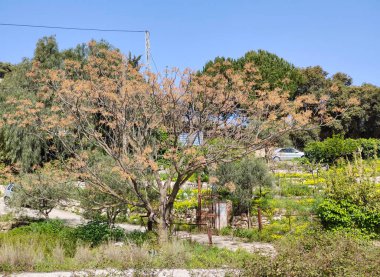 İlkbaharda İspanya 'nın Malaga eyaletinin çayırlarında çiçekler