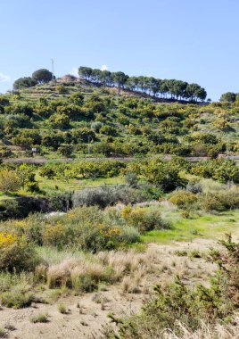 İlkbaharda Malaga 'da portakal ağaçları