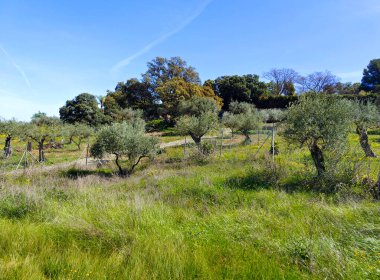 İlkbaharda İspanya 'nın Malaga eyaletinin çayırlarında çiçekler