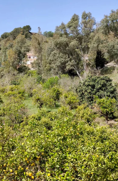 Orange Trees Malaga Province Springtime — стоковое фото