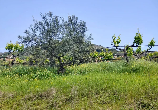 Orange Trees Malaga Province Springtime — Stock Photo, Image