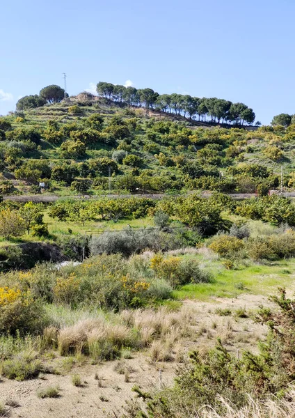 İlkbaharda Malaga 'da portakal ağaçları