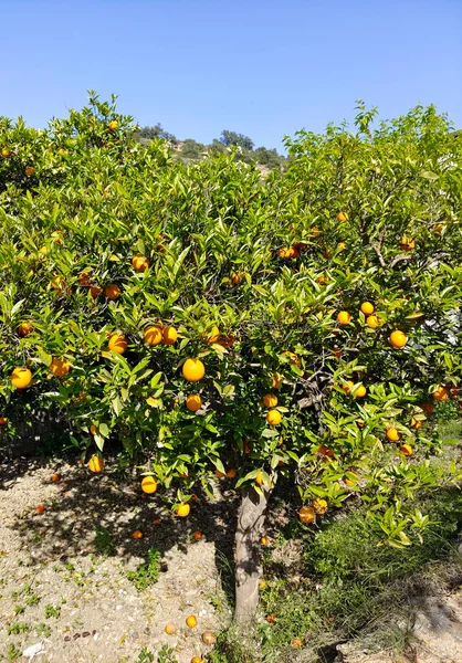 Lkbaharda Malaga Portakal Ağaçları — Stok fotoğraf