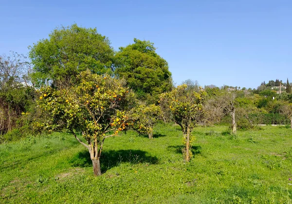 Orange Trees Malaga Province Springtime — стоковое фото