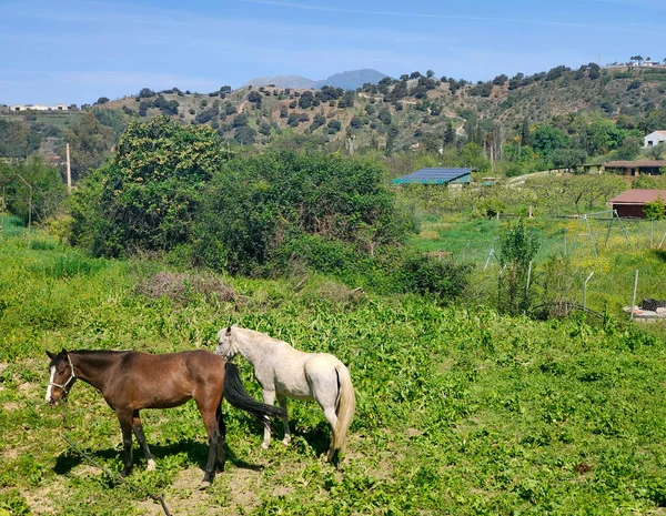 Chevaux Dans Les Prairies Sud Espagne — Photo