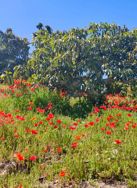 Lkbaharda Spanya Nın Malaga Eyaletinin Çayırlarında Çiçekler — Stok fotoğraf