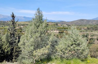 Dağlar Malaga 'nın tepesinde ağaçlarla yükseldi