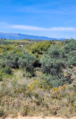 Dağlar Malaga 'nın tepesinde ağaçlarla yükseldi
