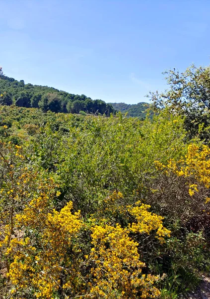 Montanhas Elevadas Província Málaga Com Árvores Topo — Fotografia de Stock