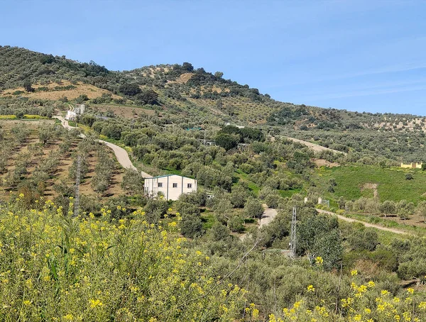 Drzewa Oliwne Kwiatami Hiszpańskiej Prowincji Granada Wiosną — Zdjęcie stockowe