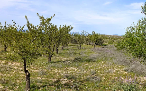 Blumen Auf Den Wiesen Der Provinz Granada Spanien Frühling — Stockfoto