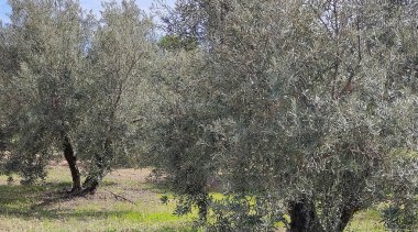 Baharda, İspanya 'nın Granada eyaletinde çiçekli zeytin ağaçları