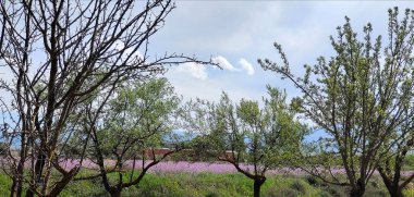 İlkbaharda İspanya 'nın Granada eyaletinin çayırlarında çiçekler