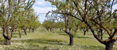 İlkbaharda İspanya 'nın Granada eyaletinin çayırlarında çiçekler