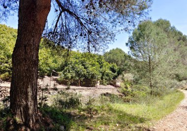 İspanya 'nın güneyindeki Malaga eyaletinde güneşli bir günde orman