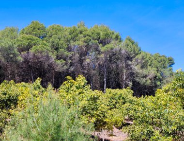 İspanya 'nın güneyindeki Malaga eyaletinde güneşli bir günde orman