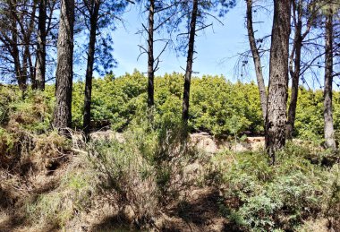Forest in Malaga province in the south of Spain in a sunny day