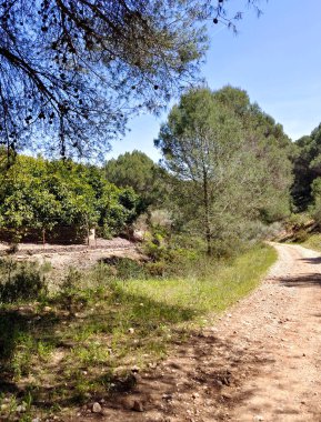İspanya 'nın güneyindeki Malaga eyaletinde güneşli bir günde orman