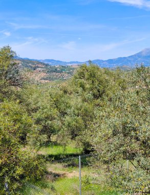 İlkbaharda Malaga 'da zeytin ağaçları