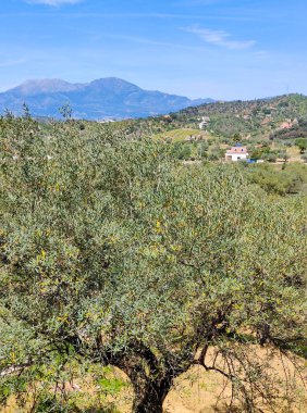 İlkbaharda Malaga 'da zeytin ağaçları