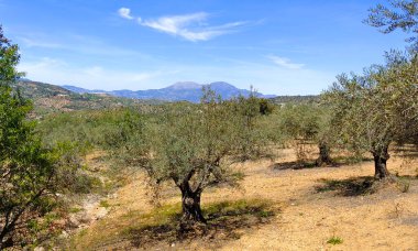İlkbaharda Malaga 'da zeytin ağaçları