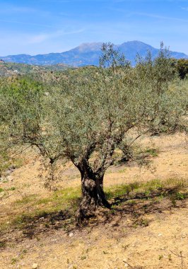 İlkbaharda Malaga 'da zeytin ağaçları