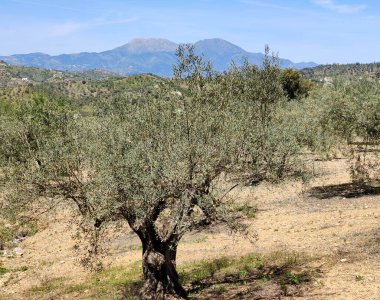 İlkbaharda Malaga 'da zeytin ağaçları