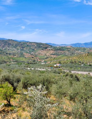 İlkbaharda Malaga 'da zeytin ağaçları