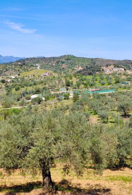 İlkbaharda Malaga 'da zeytin ağaçları