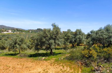 İlkbaharda Malaga 'da zeytin ağaçları