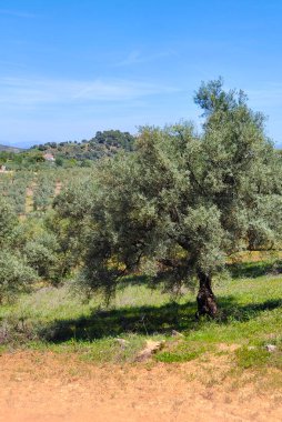 İlkbaharda Malaga 'da zeytin ağaçları