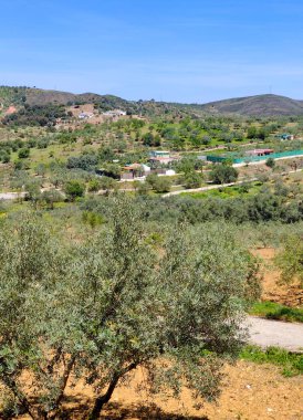 İlkbaharda Malaga 'da zeytin ağaçları