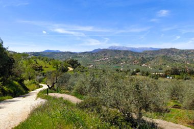 İlkbaharda Malaga 'da zeytin ağaçları