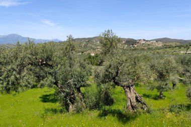 İlkbaharda Malaga 'da zeytin ağaçları