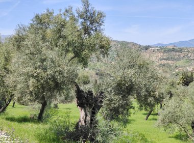 İlkbaharda Malaga 'da zeytin ağaçları