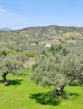 İlkbaharda Malaga 'da zeytin ağaçları