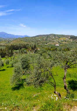 İlkbaharda Malaga 'da zeytin ağaçları