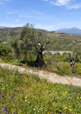 İlkbaharda Malaga 'da zeytin ağaçları