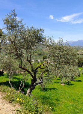 Olive trees in Malaga province in the springtime