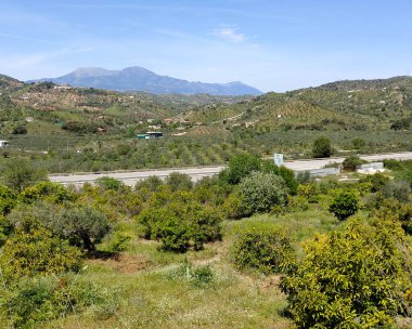 İlkbaharda Malaga 'da zeytin ağaçları