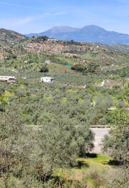 İlkbaharda Malaga 'da zeytin ağaçları