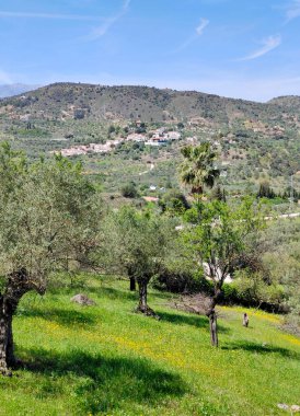 İlkbaharda Malaga 'da zeytin ağaçları